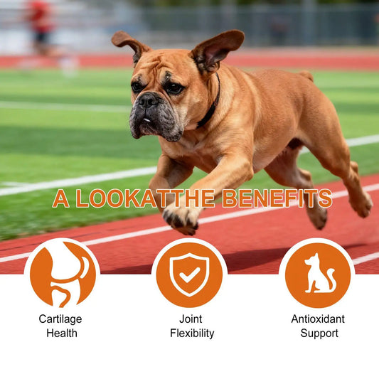 Dog Joint Support Chews – Easy Daily Wellness Care