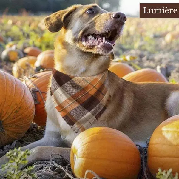 dog bandana orange/brown